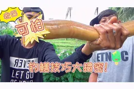 钓获一条至少1000克全身金黄的野生黄鳝，一条就能卖300元！