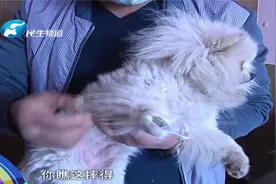 抱邻居家狗玩，孩子失手将狗狗扔下楼，狗主人：摔断三条腿视频封面