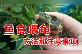 鱼食可以喂龟吗？鱼饲料喂乌龟有讲究，视频有注意事项和喂食方法
