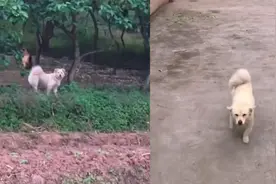 四川一女子婚后，娘家狗狗每天来婆家看望，网友：替娘家人来看你视频封面