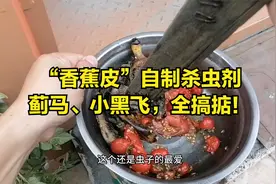 养花别买药？“香蕉皮”自制万能杀虫药”，蓟马小黑飞全搞掂