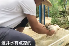 田园土狗小虎小白洗澡，泡在清凉井水里，舒服得我也想洗视频封面