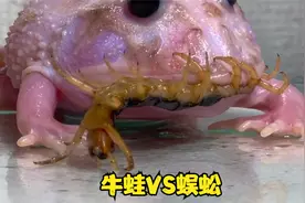 牛蛙挑战五毒之蜈蚣视频封面