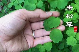 石壁上这种奇特植物原来叫“唐松草”，别名也叫土黄连，你认识吗