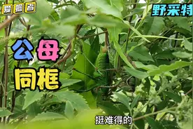 野采中偶遇的5只母蝈蝈，3次公母同框，看到这个画面我就放心了！