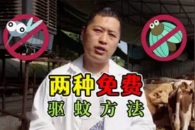 你的牛场蚊虫特别多？就用这两种免费驱蚊方法，夏天蚊虫全部消失