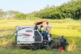 国产沃得和日本久保田收割机差别有多大？镜头实拍收割全过程