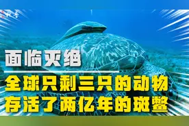 全球只剩三只的斑鳖，它被称为水中熊猫，它是怎样存活的？视频封面