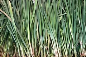 买韭菜时，挑选宽叶还是窄叶的？菜农：别再挑错了，难吃还浪费钱