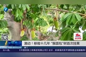罕见！移栽厦门园林植物园十几年的“猴面包”树，终于挂果了！视频封面