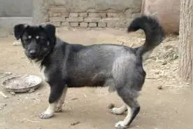 日军培养的“狼青犬”，败给中华田园犬，“板凳狗”面对军犬