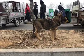 这是什么品种的狗狗？狗主人开价5000大洋，领地意识还是比较强的视频封面