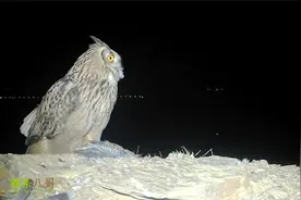 雕鸮是怎样叫的？月黑风高夜，抓回一只斑鸠