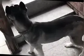 搞笑视频：老弟上学去了。老弟，我问你个事就是你们老师有女朋友视频封面