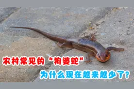 农村常见的“狗婆蛇”，见人撒腿就跑，为什么现在越来越少了？视频封面