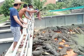 让人头疼的清道夫，老外直接用来喂鳄鱼，网友：真是个好方法！