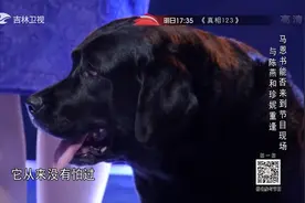 时隔八年，导盲犬再次认出曾经的主人，门开那一刻泪崩|好久不见视频封面