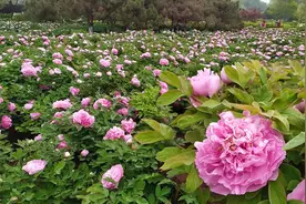 来洛阳看牡丹了！牡丹花会开园迎客，门票周末30元，入园须知注意视频封面