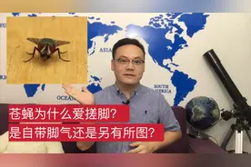 苍蝇为什么爱搓脚？是自带脚气还是另有所图？我们一起来揭晓！视频封面