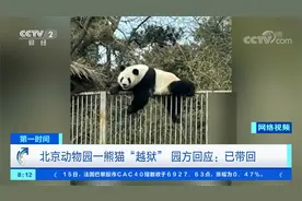 北京动物园一熊猫众目睽睽下“越狱” 逃跑路径奇葩 已被园方带回