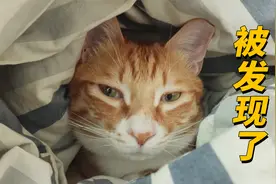 趁我不在家，这猫又来睡我被窝了