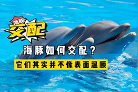 海豚的交配方式到底是什么？它们或许，并不像表面那么温顺