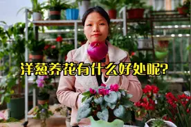 家里绿植有虫害，试下洋葱泡水，3天喷1次，害虫就干干净净了