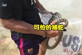 国外小伙拿着笼子正走在河中，突然从笼子里钻出来一条长长的蛇视频封面