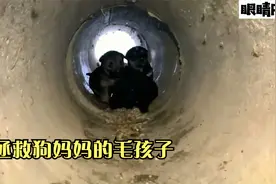 流浪狗主动向男子求助，让男子收养它的孩子，男子的做法太暖心了视频封面