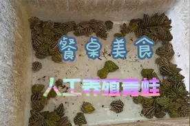 大哥人工养殖青蛙，颜色分3种，今年效益非常不错视频封面