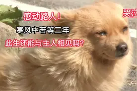 狗狗在车站等待三年，男子怎么都阻止不了它，最后才真相大白！视频封面