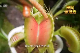 捕蝇草怎么“吃”虫子的？
