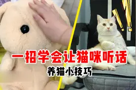 猫咪总惹主人生气，教你一招让小猫咪听话