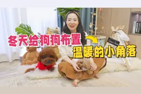 狗狗怎么跨年？铲屎官给小泰迪布置超温暖的小角落，太有爱了吧！视频封面