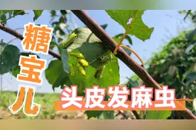 秋季的果树上“毛辣子”虫特别多，我们叫它糖宝，蜇人没商量的疼