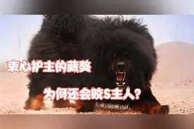 都说藏獒衷心护主，为何主人还被咬死？原来是这样！