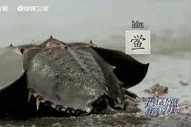 海洋活化石“鲎”，细菌内毒素最好的检测剂