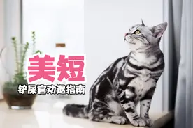 美短为什么是堪称完美，他跟英短又有什么区别呢？