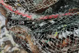 网被偷了，还被洋辣子蛰了，为了黄鳝微笑面对视频封面