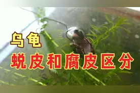 莫把草龟脱皮当腐皮，乌龟蜕皮和腐皮有区别，可凭四点来简单区分视频封面