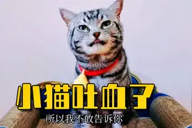 流浪猫被收养后害怕再被抛弃，吐血都瞒着主人，懂事得让人心疼视频封面