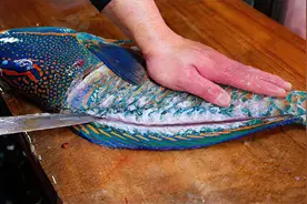 巨型鹦鹉鱼，看日本人如何一鱼三吃，这鱼真漂亮！视频封面