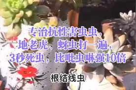 专治抗性害虫虫，地老虎、蚜虫打一遍，3秒死虫，比吡虫啉强10倍