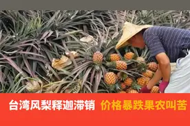 丢了大陆市场，台湾凤梨释迦果价格暴跌视频封面