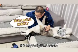 主人亲吻狗狗却惨遭拒绝，当主人终于成功那一刻，你们都憋住别笑