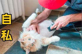 不要给猫剃毛，给猫剃毛真的很自私