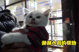 小猫咪卡在了墙缝里，被小哥成功救出，可爱的小猫咪把我萌化了视频封面
