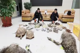 吉林：收售濒危野生动物及制品：蜥蜴、鳄鱼、鸵鸟等均在内