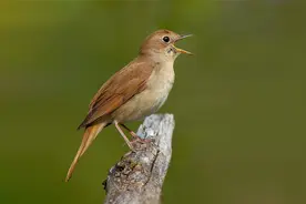 原来这就是夜莺鸟，实拍十多分钟的鸣声，婉转动听令人陶醉！