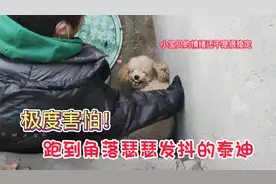 小泰迪跑到角落瑟瑟发抖，露出凶狠的牙齿 被救后狗狗笑得特别甜视频封面